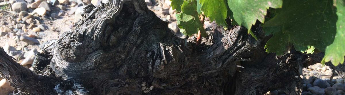 Viñedos Avelino Vegas